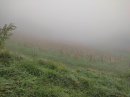 Vignoble embrumé